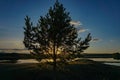 Magical moment. gorgeous fir tree at sunset