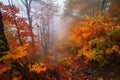 magical moment, with mist rising from the forest, and colorful autumn leaves peeking through