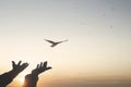 Magical moment of a person who frees a bird in the sky Royalty Free Stock Photo