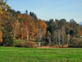 Magical autumn mooreland with birch trees Royalty Free Stock Photo