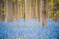 Magical Morning hallerbos forest with bluebell flowers, Halle, Belgium Royalty Free Stock Photo