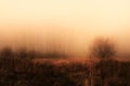 Magical morning orange red colored foggy forest tree landscape. Royalty Free Stock Photo