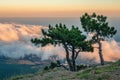 Magical mountain landscape with two lonely pines on the background of clouds Royalty Free Stock Photo