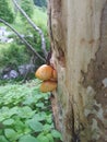 Magical Mushroom Tree House Royalty Free Stock Photo