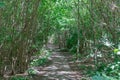 Magical natural arch and footpath. Green archway shaped by branches in the forest.