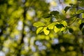 Magical nature, green leafs