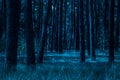 Magical night a mysterious pine forest with tall trees