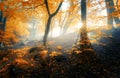 Magical old forest with sun rays in the morning Royalty Free Stock Photo