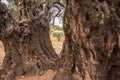 Magical old olive trees, olive grove,botany Royalty Free Stock Photo