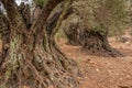 Magical old olive trees, olive grove,botany Royalty Free Stock Photo