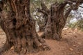 Magical old olive trees, olive grove,botany Royalty Free Stock Photo