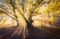 Magical old tree with sun rays in the morning Royalty Free Stock Photo