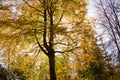 Magical old tree with sun rays in the morning. Amazing forest in fog. Colorful landscape with foggy forest, gold sunlight, red Royalty Free Stock Photo