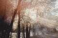 Magical old tree with sun rays in the morning. Amazing forest in fog. Colorful landscape with foggy forest, gold Royalty Free Stock Photo