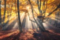 Magical old tree with sun rays in the morning Royalty Free Stock Photo