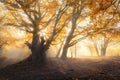 Magical old tree with sun rays in the morning Royalty Free Stock Photo