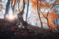 Magical old tree with sun rays in the morning. Forest in fog Royalty Free Stock Photo