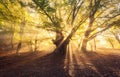 Magical old tree with sun rays at sunrise Foggy forest Royalty Free Stock Photo