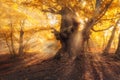 Magical old tree with sun rays at sunrise Foggy forest Royalty Free Stock Photo