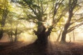 Magical old tree with sunrays in the morning. Foggy forest Royalty Free Stock Photo