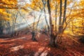 Magical old trees with sun rays at sunrise in fall. Autumn colors Royalty Free Stock Photo