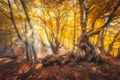 Magical old trees with sun rays at sunrise in fall. Autumn colors Royalty Free Stock Photo