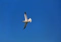 Magical open sky view with single flying bird. Royalty Free Stock Photo