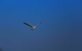 Magical open sky view with single flying bird. Royalty Free Stock Photo