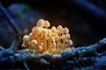 Magical orange glowing mushrooms on moss in forest at night. Magic mushrooms background Royalty Free Stock Photo