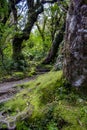 Magical path in enchanted forest