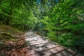 Magical path in the Faedo de Cinera beech forest in Leon province, Spain Royalty Free Stock Photo