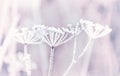 A magical photo of dried flowers in fluffy hoarfrost in a clearing. Natural winter magic background. V