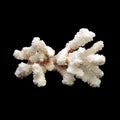 White coral on black background