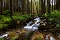 Magical raging river Prut in the mountains, in the middle of a coniferous forest, long exposure. Royalty Free Stock Photo