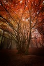 Magical red and orange forest in autumn Royalty Free Stock Photo