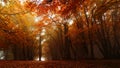 Magical red and orange forest in autumn Royalty Free Stock Photo