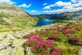 Magical rhododendron flowers and Bucura mountain lakes,Retezat mountains,Romania Royalty Free Stock Photo