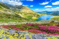 Magical rhododendron flowers and Bucura mountain lakes,Retezat mountains,Romania Royalty Free Stock Photo