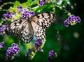 Black and white butterfly with decorated wings outstretched on a purple flower with very shallow depth of field. Royalty Free Stock Photo