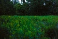 Magical scenery of fireflies flying in the lush green field in the evening in the Richmond, Virginia