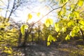 Magical scenic forest framed by leaves, with the sun casting its warm light through the foliage. Natural background. Reinhardswald