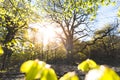 Magical scenic forest framed by leaves, with the sun casting its warm light through the foliage. Natural background. Reinhardswald