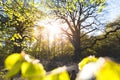 Magical scenic forest framed by leaves, with the sun casting its warm light through the foliage. Natural background. Reinhardswald