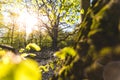 Magical scenic forest framed by leaves, with the sun casting its warm light through the foliage. Natural background. Reinhardswald