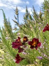 Magical Spring Bouquet Meets The Sky