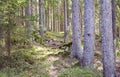 Magical spring forest with sunlight seeping in. Royalty Free Stock Photo