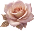 Magical Stardust Rose of enchantment, Stardust Rose clipart for decoration.