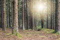 Magical summer forest with early sunlight seeping in.