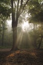 Tree back lit by magical sunbeams in misty forest