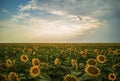 Magical sunflowers field landscape Royalty Free Stock Photo